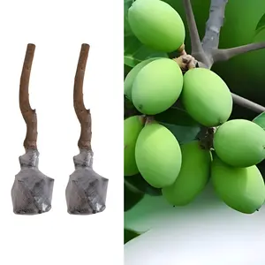 Grow Your Own Olive Tree at Home  Beginner-Friendly Olive Tree Seedlings for Backyard Gardening & Home Orchard