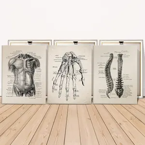3 Counts Wooden Framed Canvas, Vintage Human Anatomy Illustration Images, Exquisite Poster, Perfect Living Room Decoration, Modern Art, Fashion Family Poster, Wall Art Decoration, Waterproof Art