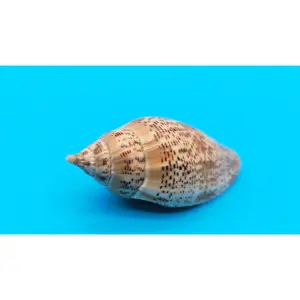 Spotted Harpulina Sea Shell - Harpulina lapponica