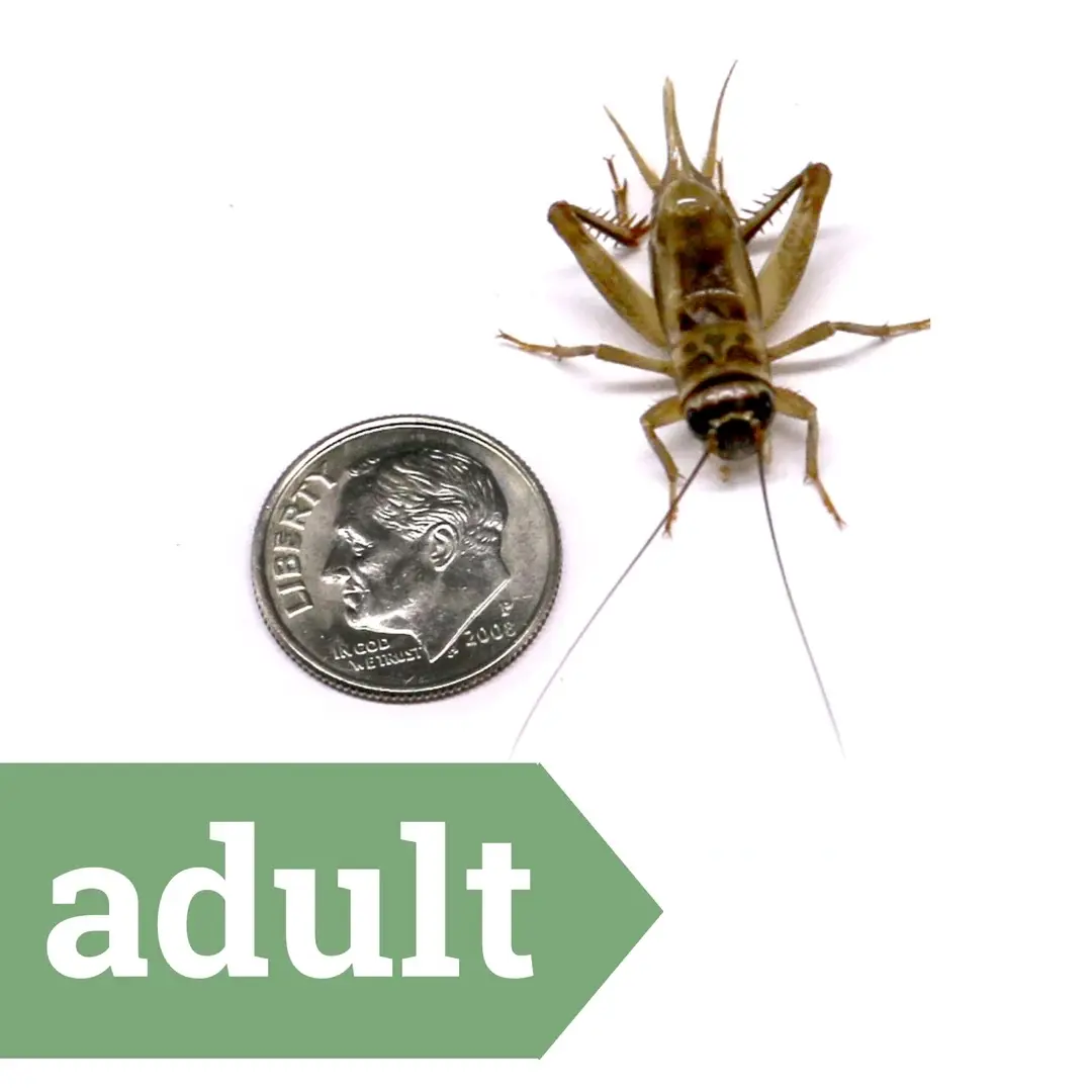 Delicious Feeder Crickets