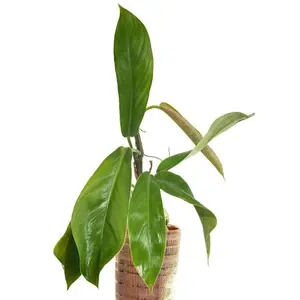 Philodendron baudoense