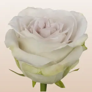 Early Grey Rose variety Fresh Imported from Ecuador