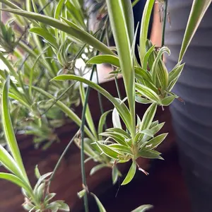 Baby Spider Plant - Indoor Houseplant with Green Leaves and Hanging Stems for Home Decor