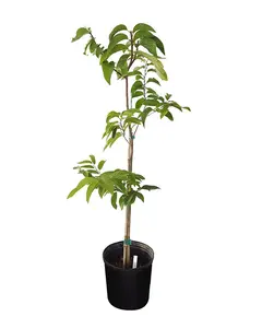 LIVE PLANT Annona reticulata - Custard apple - 3ft tall fruit tree shipped form sunny Florida Decor Decorative Light Iron Plastic Ornaments Tropical Decoration