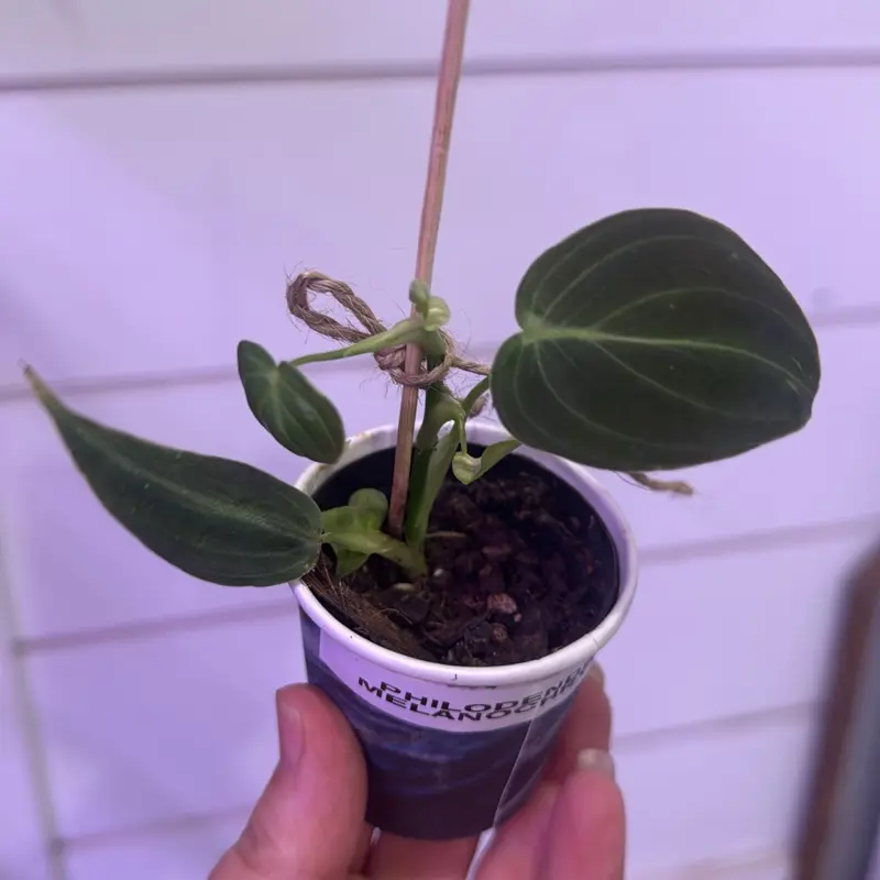 Philodendron Melanochrysum - Green Leafed Plant with Unique Design