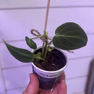 Philodendron Melanochrysum - Green Leafed Plant with Unique Design