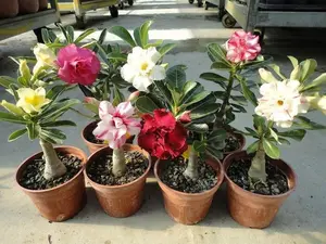 300pcs Desert Rose Seeds for Planting – Wildflower Seeds for Spring Growing – Exotic, Drought-Tolerant Blooms