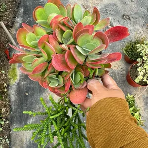 Kalanchoe Thrysiflora Paddle Plant 6 inch pot Flap Jack