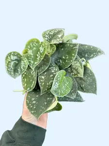 6" Satin Pothos - Scindapsus pictus - Decorative Green Plant with Unique Leaf Pattern - Easy Care Vining Houseplant - Ships from California scindapsus pictus