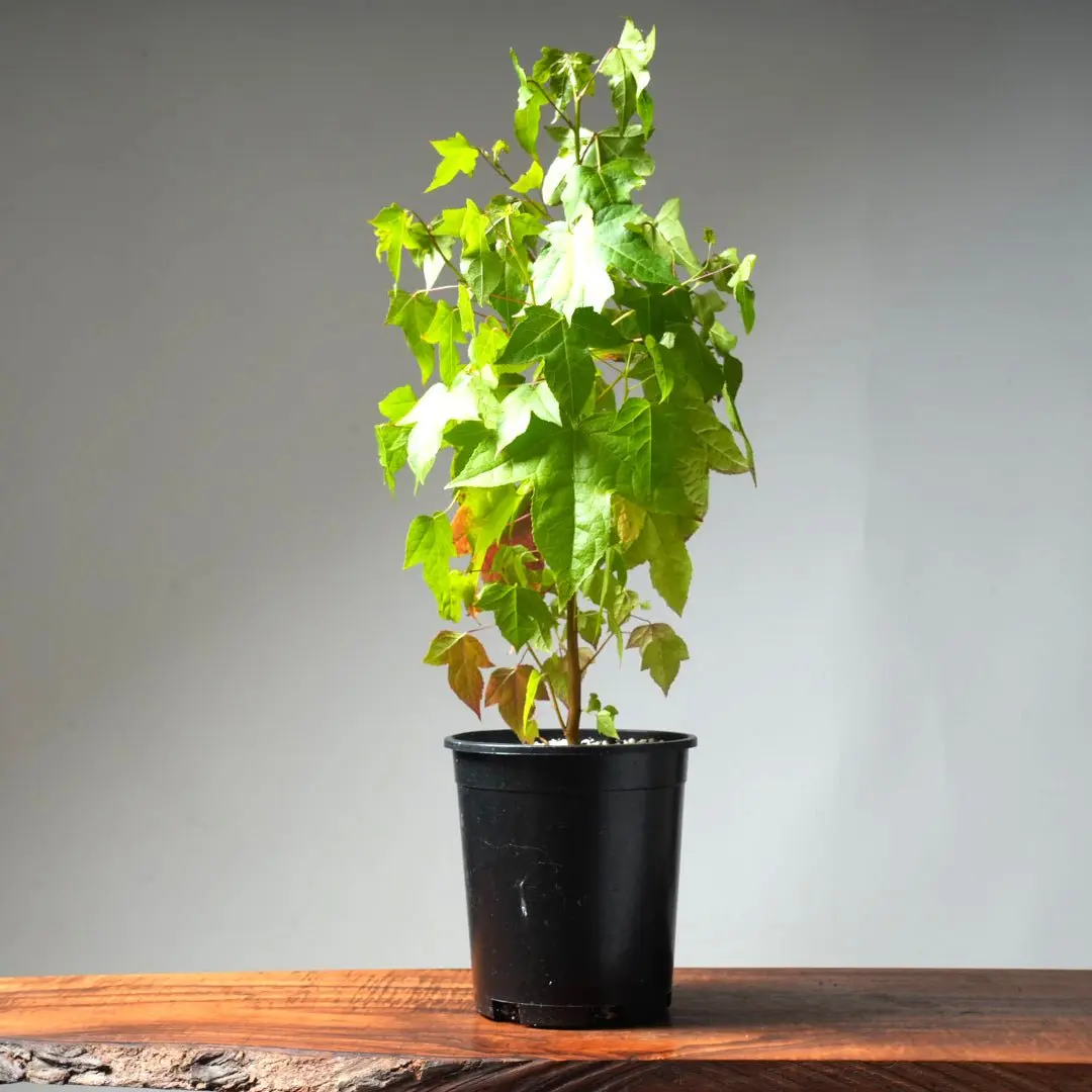 American Liquidambar Gallon Starter