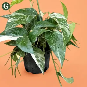 Pothos Albo Variegata – Indoor Live Plant, Creamy White Variegation, Trailing Growth, Air Purifying & Beginner Friendly, Ideal for Bright Light and Low Light