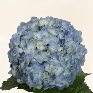 Hydrangeas Blue - Fresh-cut 6-6.5" Diameter 60-65cm Stem 30 Stems Full Pack Year-round Availability 5-8 Days Vase Life
