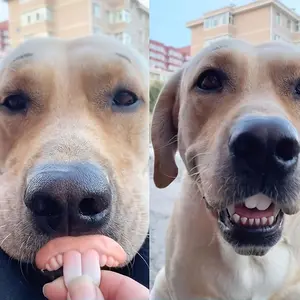 3pcs Hilarious Dog Denture Toys - Durable, Tear-Resistant Fake Teeth for Pets - Perfect for Halloween & Photoshoots