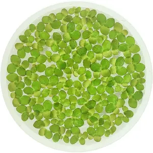 Giant Duckweed, Live Aquarium/Aquatic/Freshwater/Floating/Pond Plant, Planted Tank, Aquascaping by Aquarium Plant Center (30 Plants)