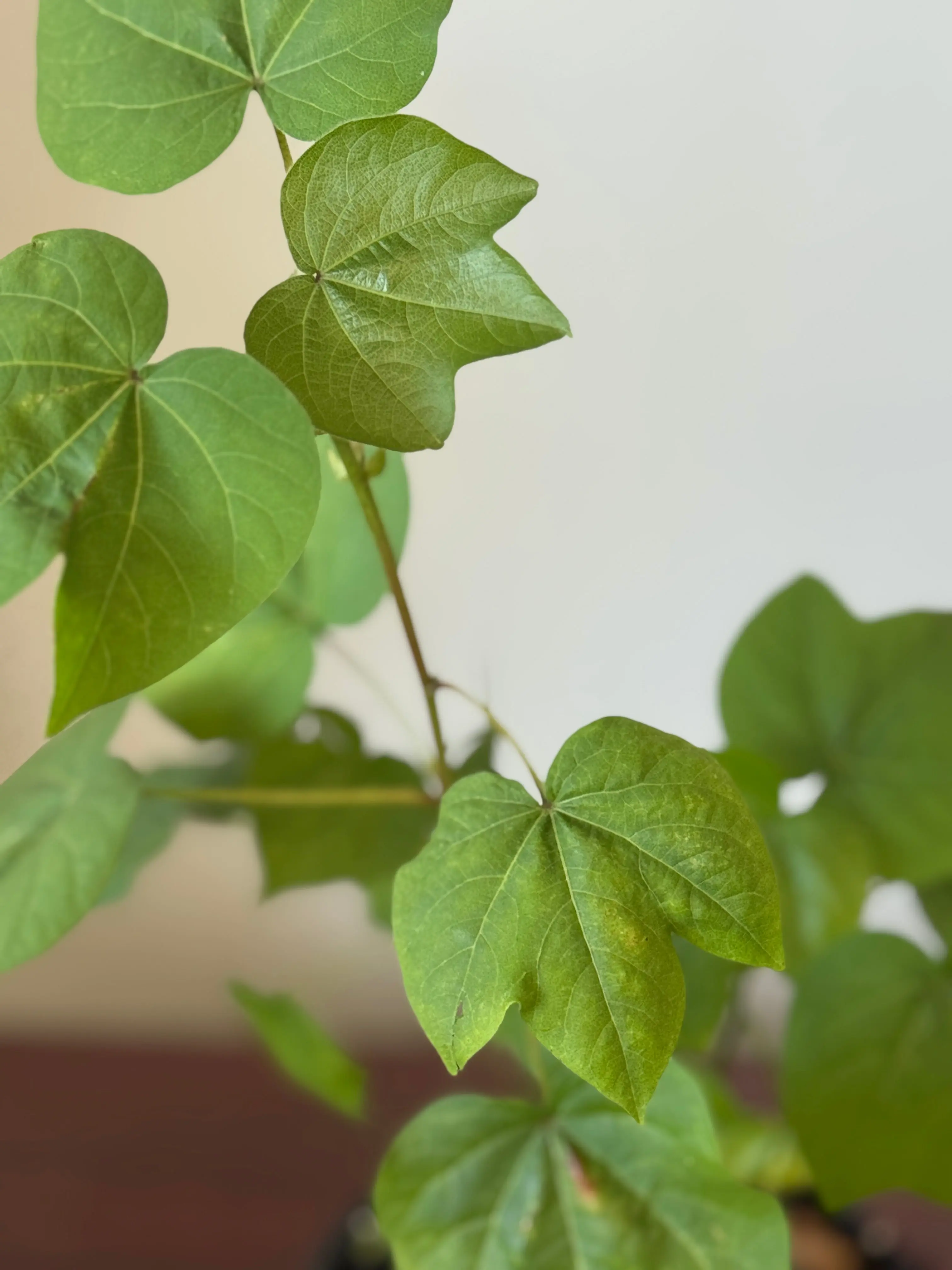Planta de Algodon con raiz.