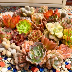 24 Pack Assorted Succulents Live Plants1-1.5 inches｜DIY Succulent Kit｜Mini Succulents｜Wedding Favors｜Home Decor Plants