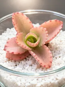 Mother of Thousands Live Plant - Kalanchoe with Hundreds of Babies on Leaf Edges | Unique Self-Propagating Succulent