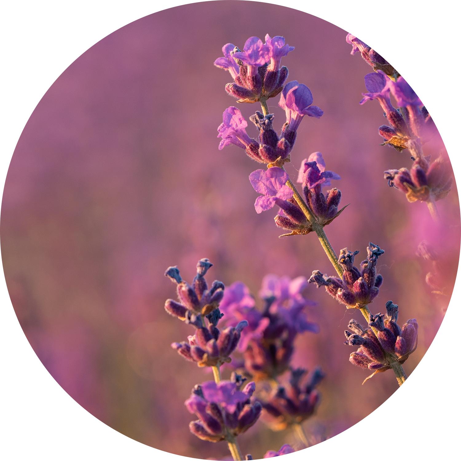 Sz Essentials | Grasse Lavender Essential Oil -  France - 100% Pure & Natural - Therapeutic Grade 0.22 Fl (6.5ml) - Aromatherapy - Wellness  Perfumery