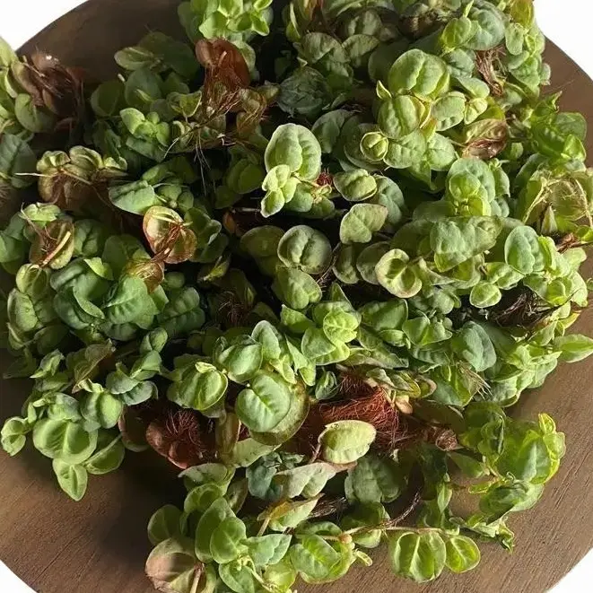 Red Root Floaters - Sold by Handful - Floating Live Aquarium Plant for Freshwater Tanks - Provides natural cover for fish!