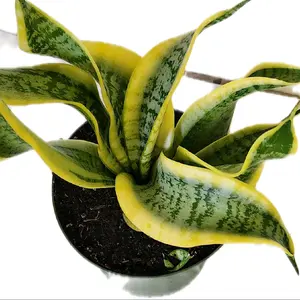 Sansevieria 'Twist' 6 Inch Houseplant - Unique Form of Twisting Leaves, Low Light, Easy Care - Good for Beginners
