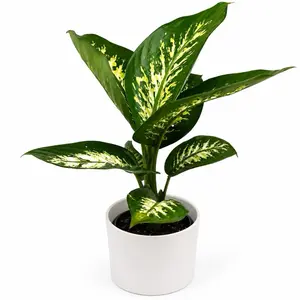 Xl Dieffenbachia ‘Puerto Rico’ 8” Pot | Rare Variegated Indoor Houseplant | Large Tropical Foliage Plant | Easy Care Home Decor