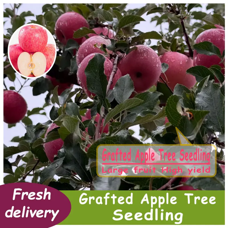 Grafted Red Apple Tree Seedling, Big Juicy Red Apple, High Yield Dwarf Fruit Tree, Live Bare Root Sapling for Backyard Orchard, Easy to Grow