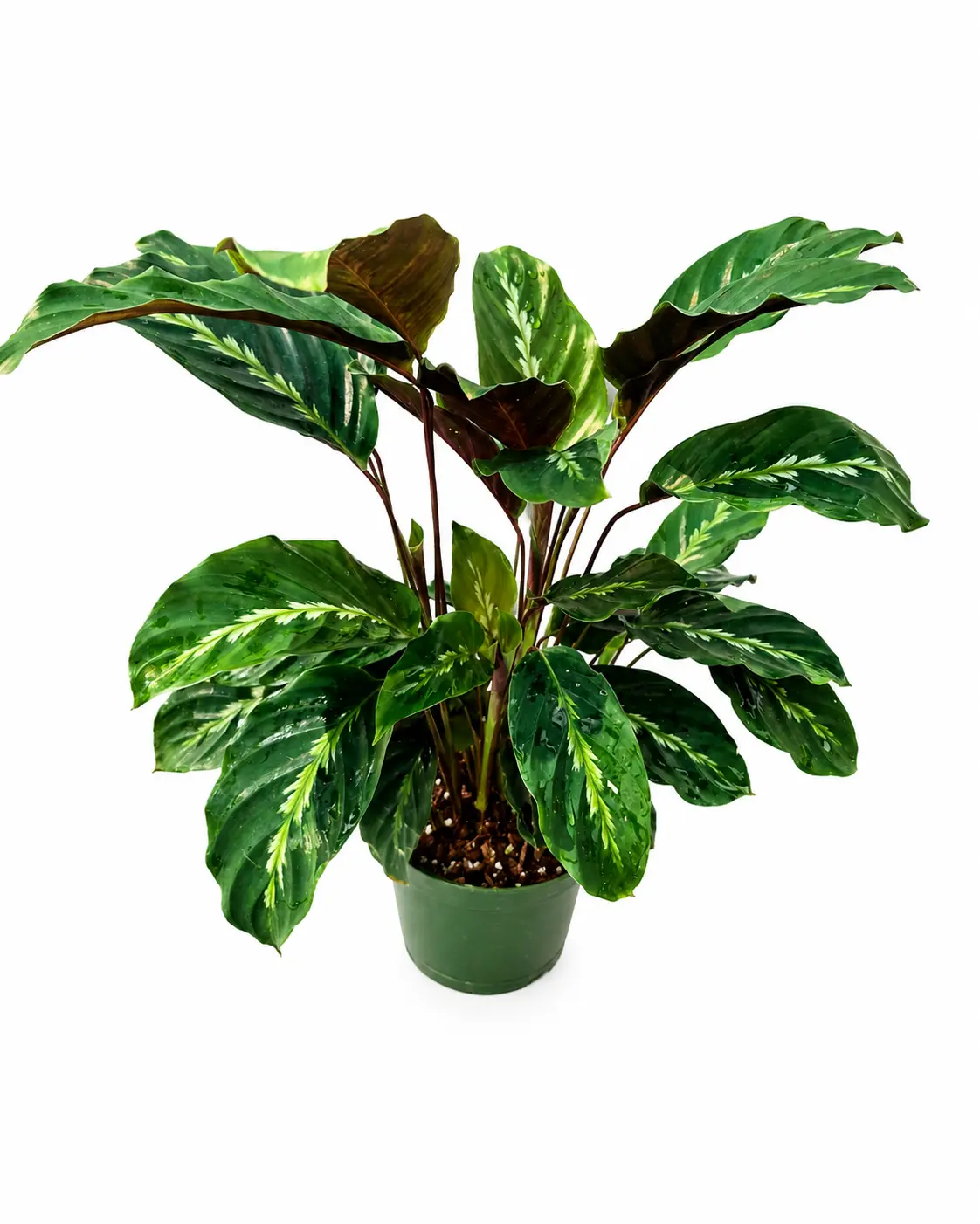 Calathea Maui Queen, Live Plant, Tropical Houseplant