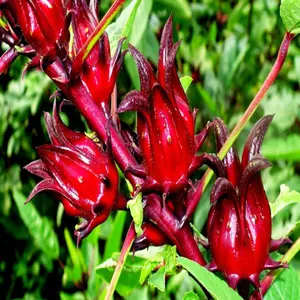 Live Red Roselle Hibiscus Plant Sour Leaf Red Hibiscus Plant  Jamaican Sorrel Plant-6 To 12 Inch Tall-4 Inch Pot- Zone  9-11 - Outdoor/Indoor