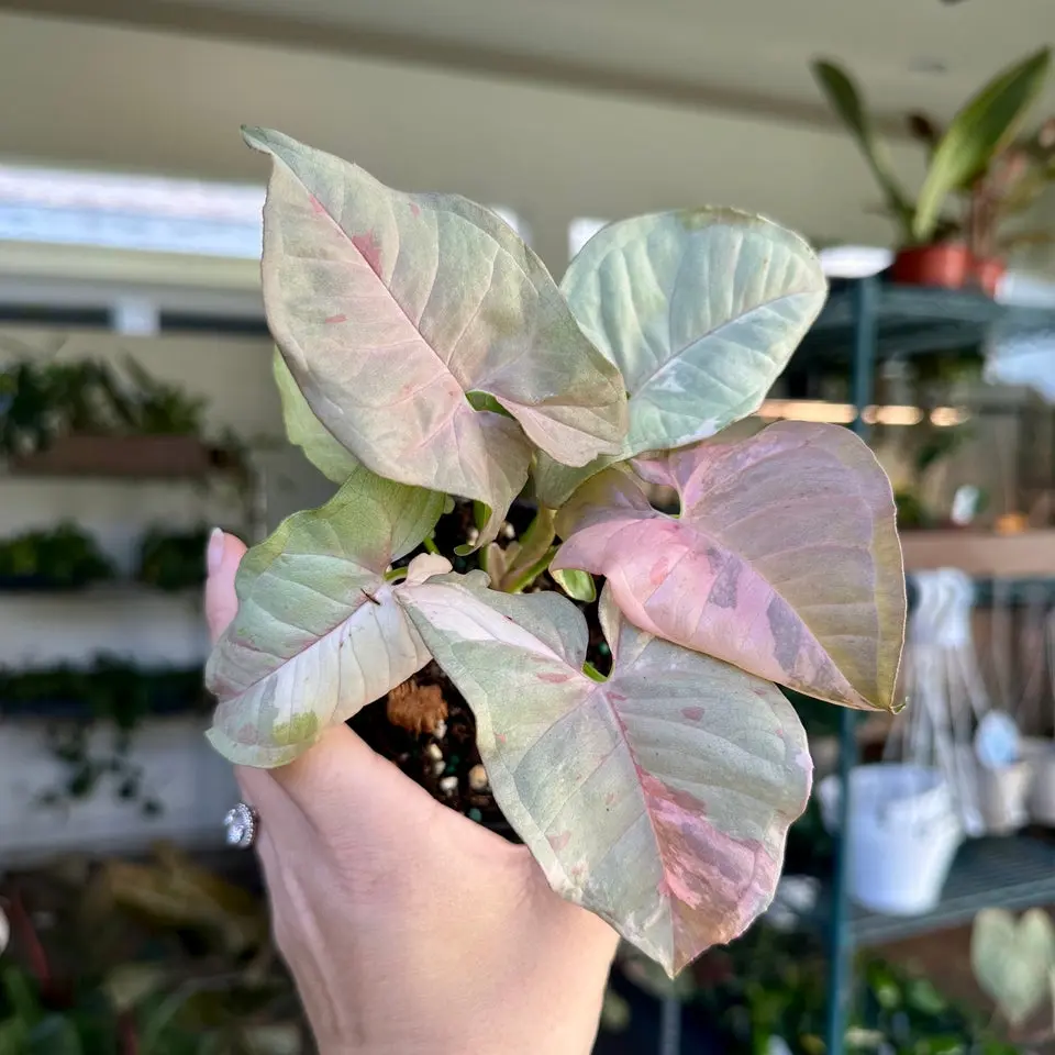 Syngonium double pink - 4” pot