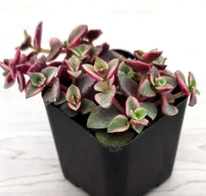 Live Calico Kitten Crassula Plant -Variegated Calico Kitten Crassula Plant - 2 Inch Pot