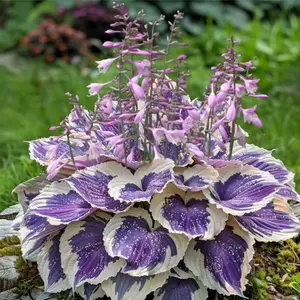 Purple Hosta Seeds for Planting Grow Easily Cold Hardy Perennial Seeds Low Maintenance Hosta Plant Seeds Indoors or Outdoors 100pcs