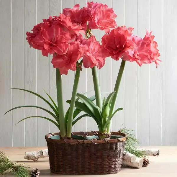 Jumbo Hippeastrum Amaryllis Bulbs for Planting, 1-3 Count Red Pink White Mixed Fragrant Indoor Winter Flowering Bulbs, Holiday Garden Gift