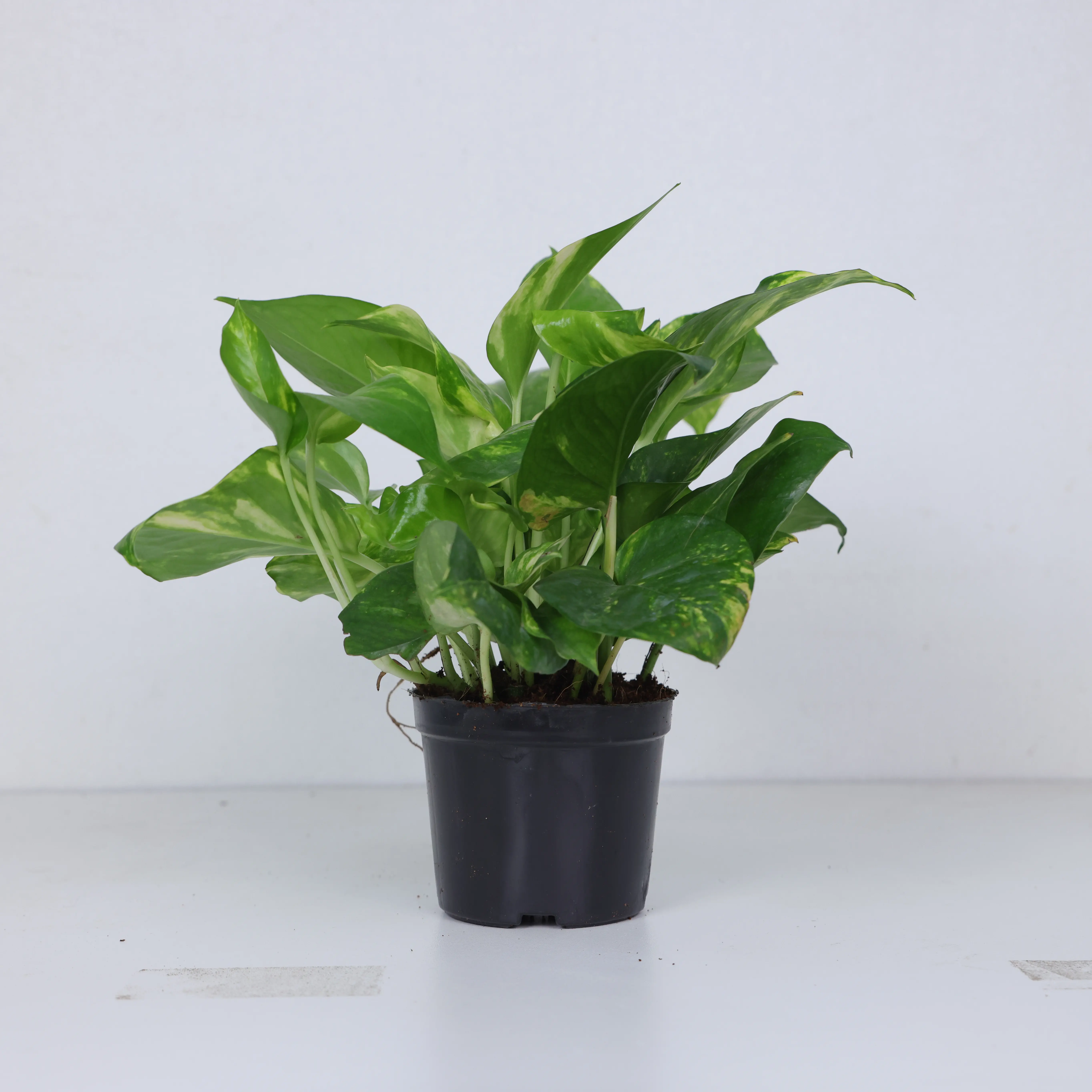 LZ03Golden Pothos Live Indoor Plant 4 Inch Pot | Easy Care Fast Growing Vining Houseplant for Home & Office Decor