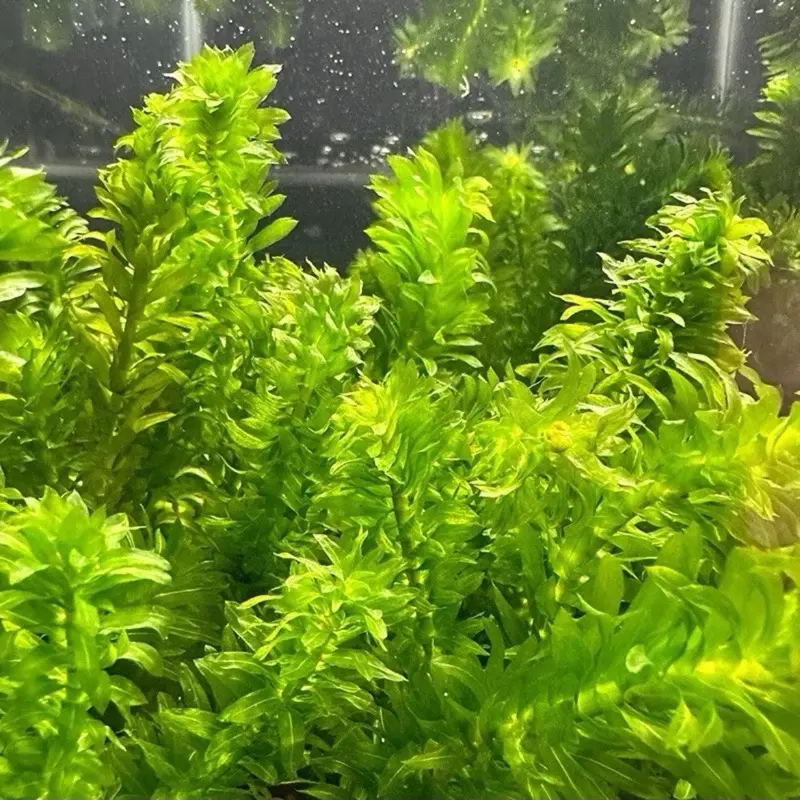 BUY 2 GET 1 FREE!!!! Anacharis Elodea Anacharis Densa Live Aquarium Plants  - TikTok Shop