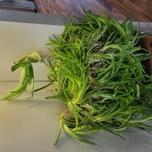 USB-Powered LED Full-Spectrum Indoor Plant Grow Light, Height-Adjustable Lamp with Dimmable Brightness and 4/8/12-Hour Timer#TOP PICKS