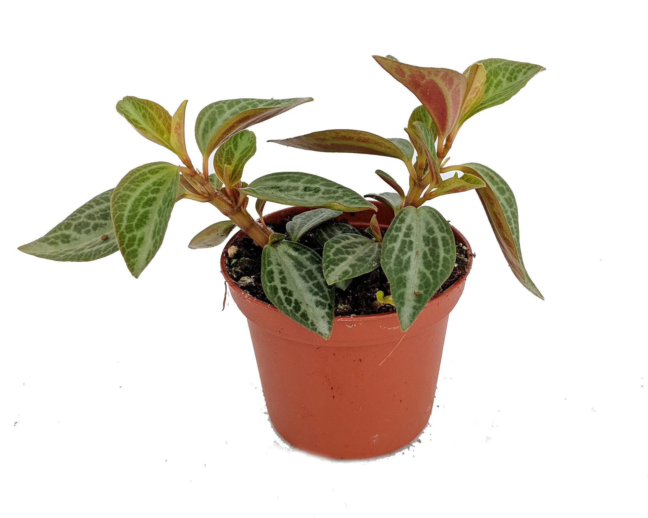 Silver and Red Peperomia trinervis - 2.5" Pot