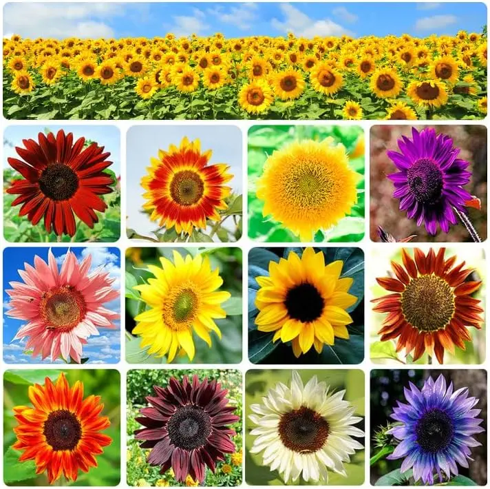50+ Sunflower Seeds for Planting Heirloom Non-GMO, Individually Packaged, Attracts Pollinators