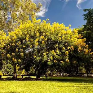 LIVE PLANT 3ft Senna surattensis - Cassia Surattensis - Sunshine Tree - Cassia glauca - Scrambled Egg Bush - Kolomona - Glossy Shower