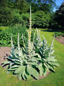 Bulk 1000 Seeds Mullein Seed Ornamental Plant Flowering Medicinal