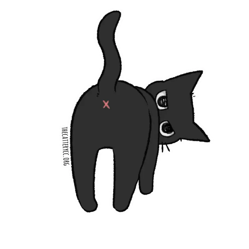 What Are You Looking At Cat Sticker