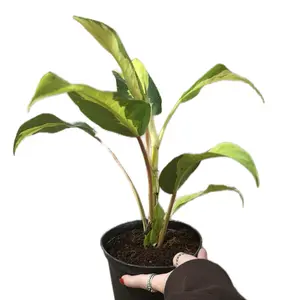Philodendron ‘Thai Sunrise’ 6in pot