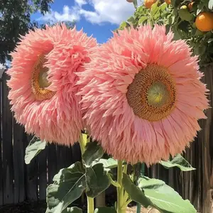 50pcs Pink Enchanting Giant Sunflower Seeds – Rare Fluffy Double Blooms for Magical Garden Borders, Beds, and Bouquets