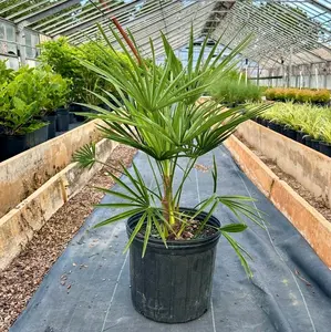 Windmill Palm (Cold-Hardy) 3 Gallon size