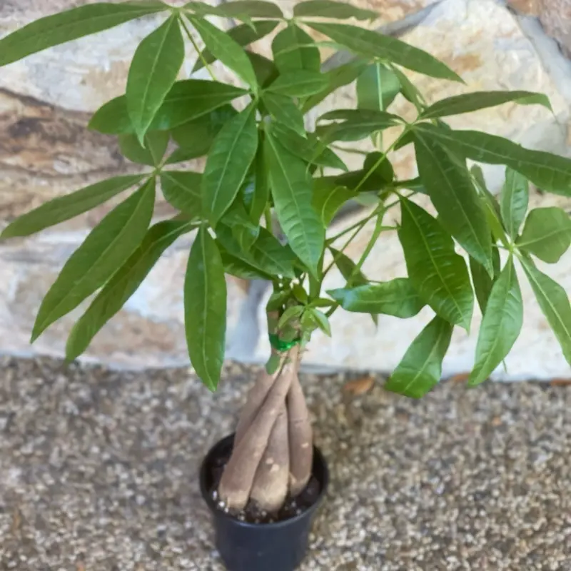 money tree overwatered - TikTok Shop
