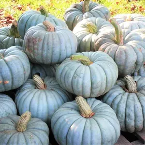 20+ Exotic Blue Jarrahdale Pumpkin Garden Seeds - Unique Heirloom Seeds for Gardening Enthusiasts