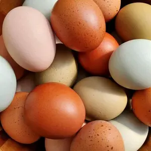 Rainbow Hatching Eggs, Pet Supplies for Farm Animal & Poultry Enrichment Toys