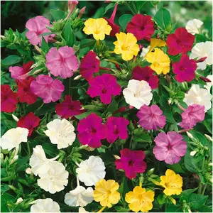 Seed Needs, 500+ Four O' Clock Flower Seeds for Planting - Color Blend (Mirabilis Jalapa) Heirloom & Open Pollinated, Attracts Pollinators - Bulk