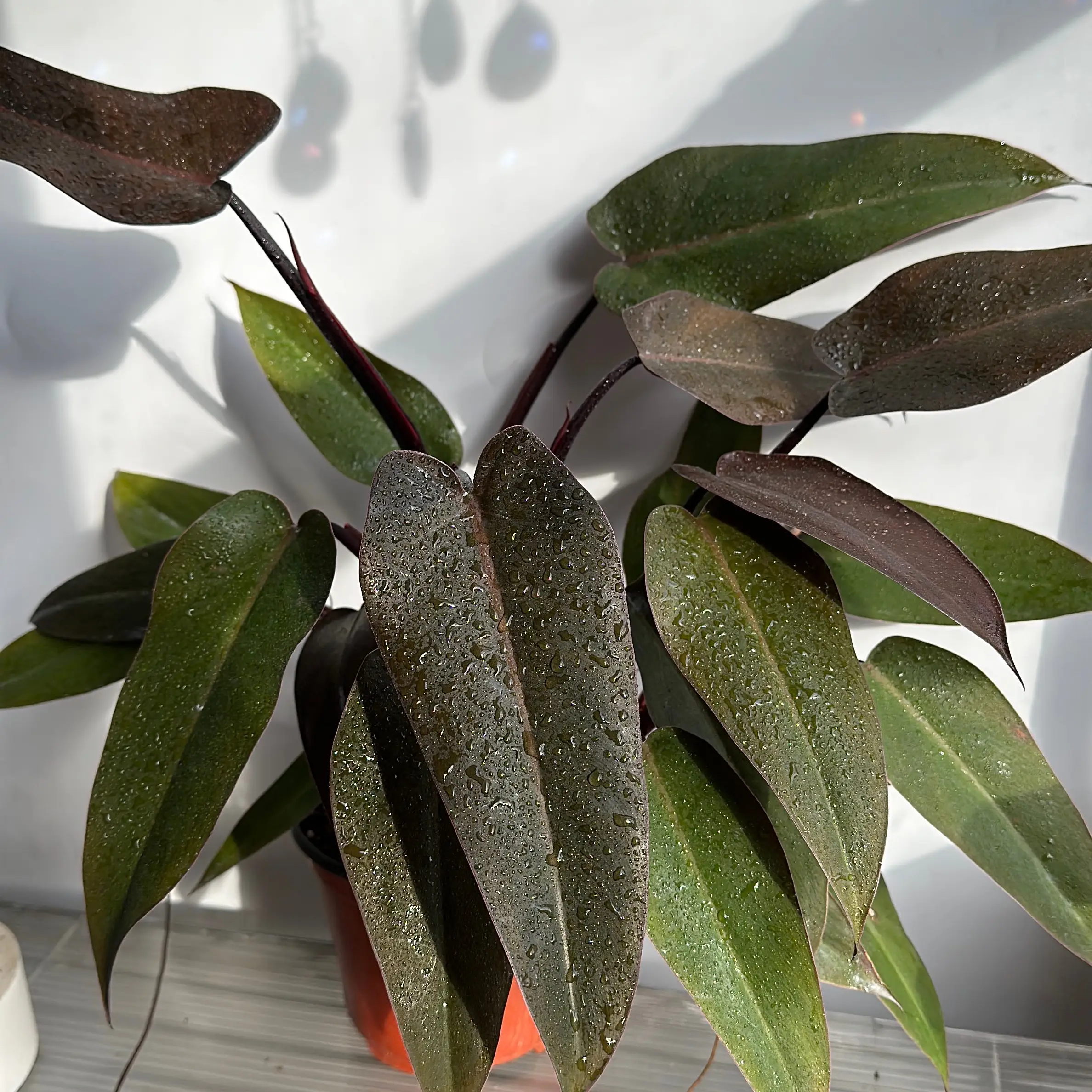 Philodendron black Majesty 6" pot - Live Tropical House Plant for Beginners