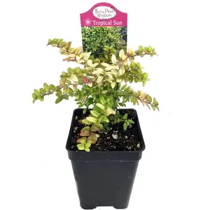 Mini Golden Privet - 2.5" Pot - Fairy Garden Plant or Bonsai