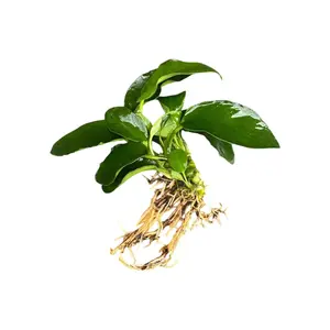 Anubias Nana Live Aquarium Plant – Easy Low Light Freshwater Plant, Betta & Shrimp Tank, Attach to Wood or Rock